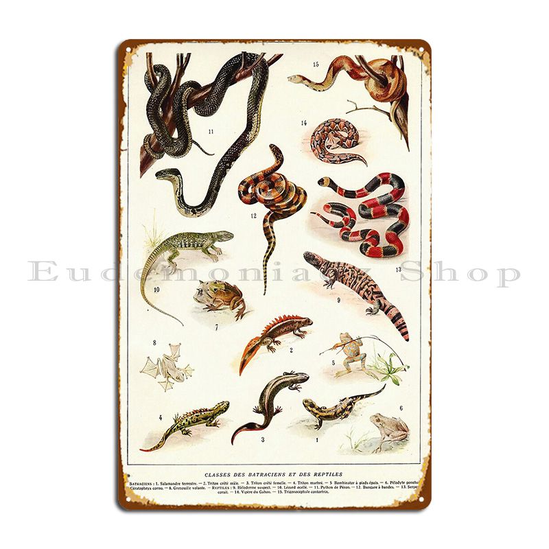 Home Cinema Wall Design - Adolphe Millot Batraciens Et Reptiles Francese